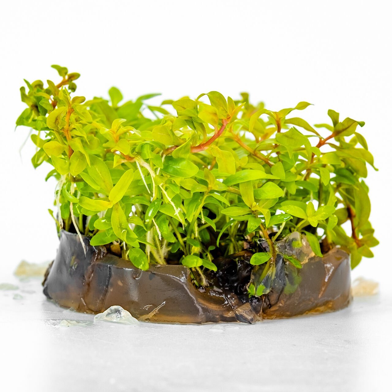 Ammannia pedicellata golden IN VITRO CUP