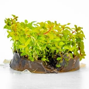 Ammannia pedicellata golden IN VITRO