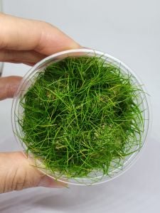 Eleocharis parvula IN VITRO CUP
