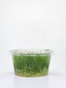 Eleocharis parvula IN VITRO CUP