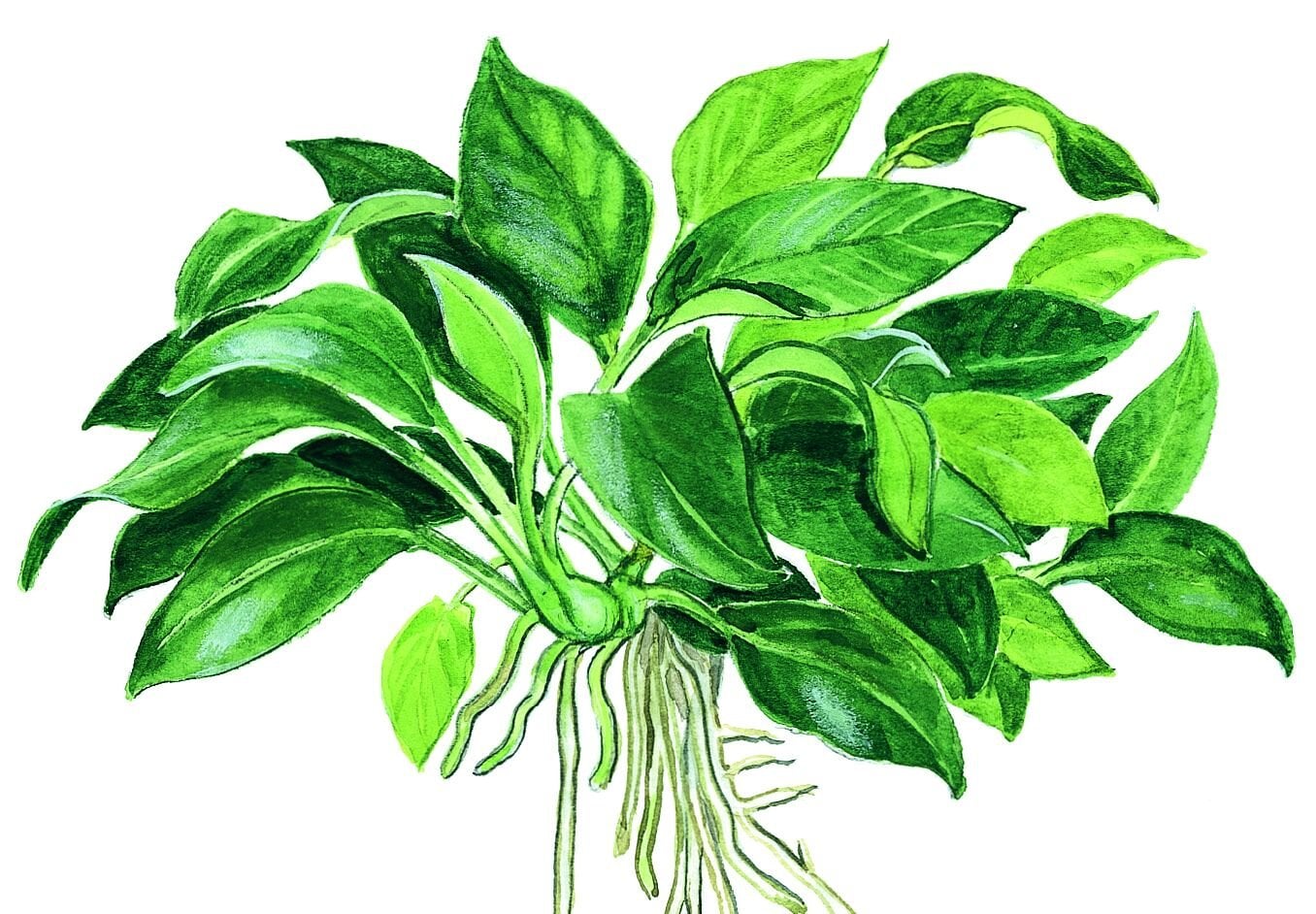 Tropica - Anubias barteri Petite SAKSI