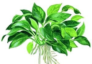 Tropica - Anubias barteri Petite SAKSI