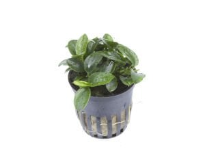 Tropica - Anubias barteri Petite SAKSI