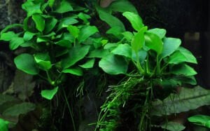 Tropica - Anubias barteri Petite SAKSI
