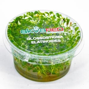 Glossostigma elatinoides IN VITRO CUP