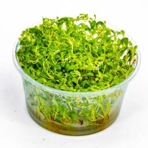 Glossostigma elatinoides IN VITRO CUP