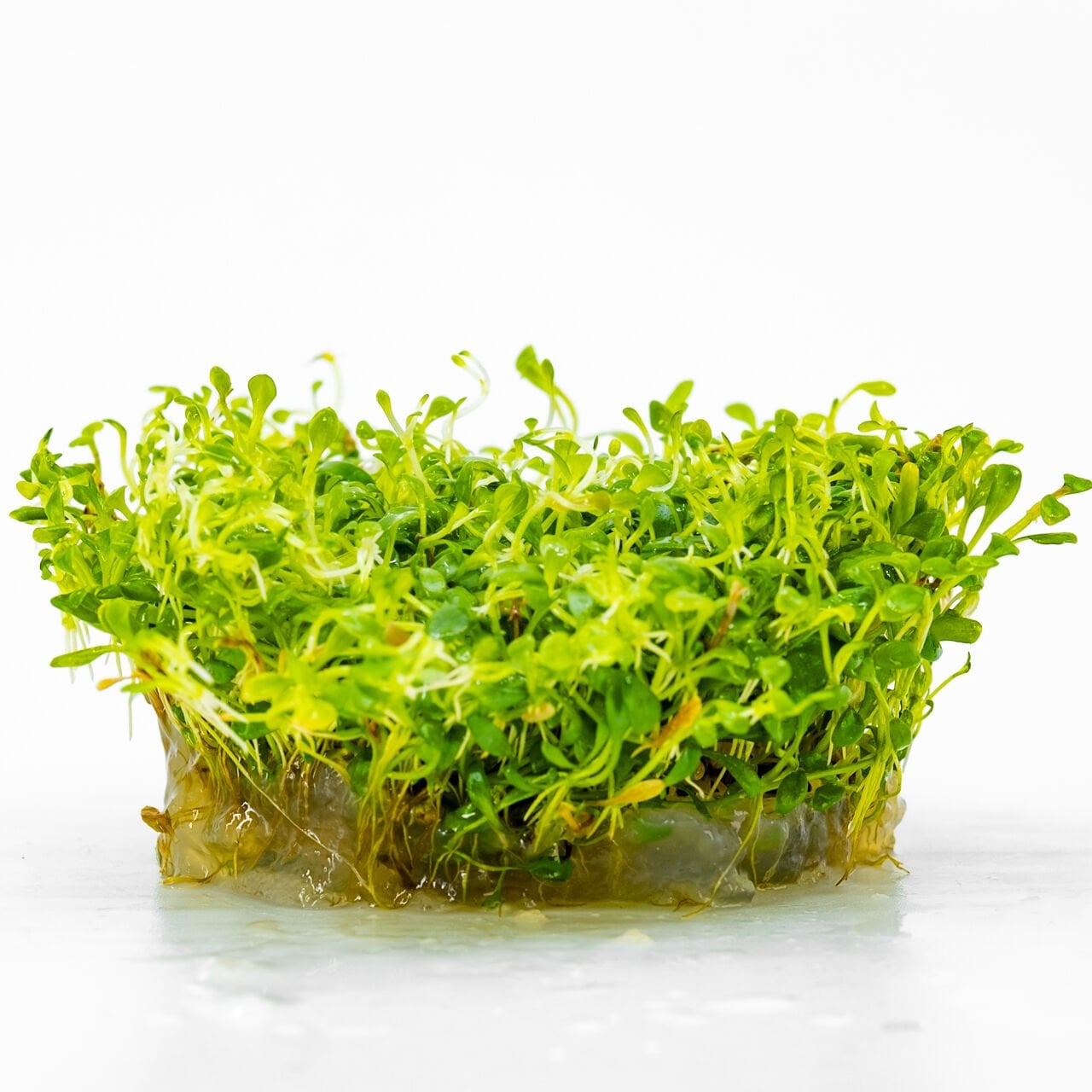 Glossostigma elatinoides IN VITRO CUP