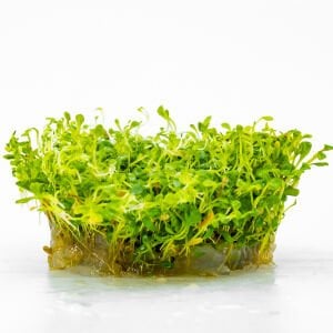 Glossostigma elatinoides IN VITRO CUP