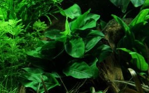 Tropica - Anubias barteri var. nana SAKSI