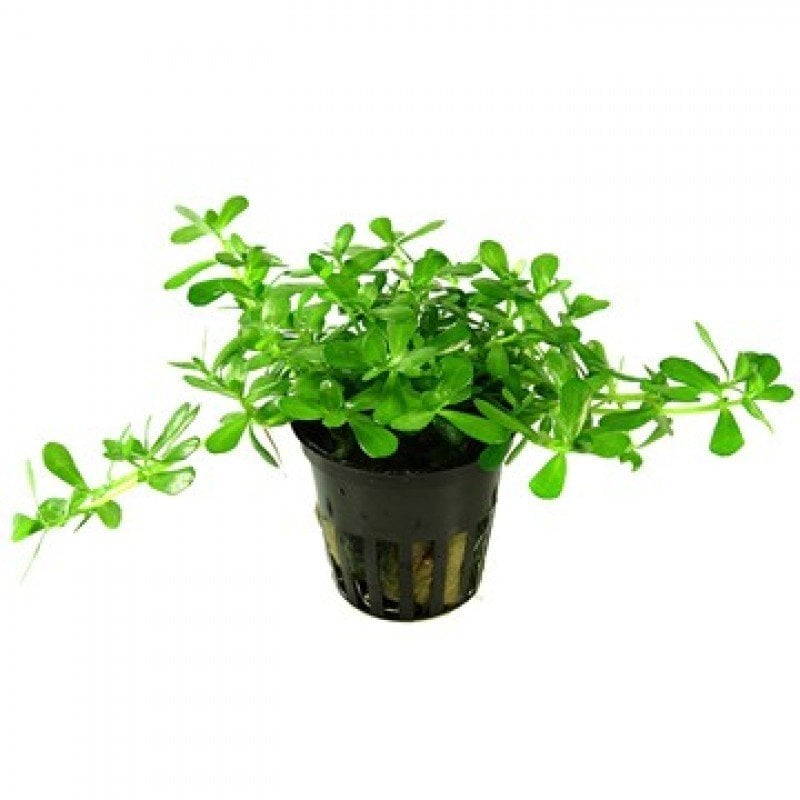 Bacopa compact BUKET