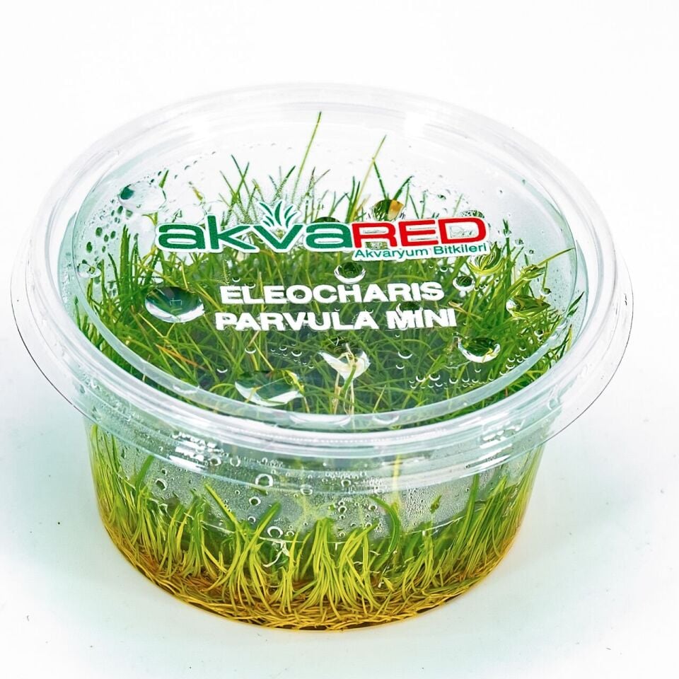 Eleocharis parvula mini IN VITRO