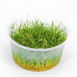 Eleocharis parvula mini IN VITRO CUP