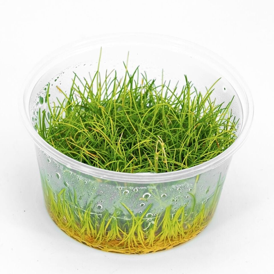 Eleocharis parvula mini IN VITRO