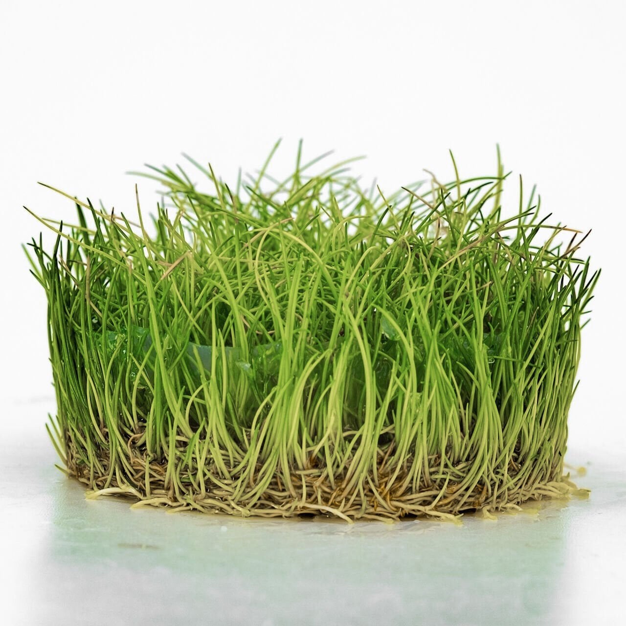 Eleocharis parvula mini IN VITRO