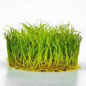 Eleocharis parvula mini IN VITRO CUP