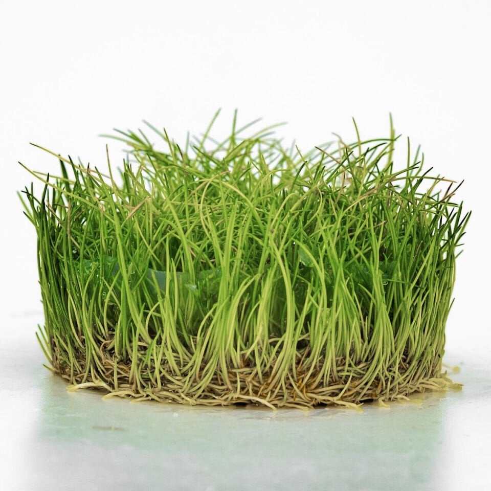Eleocharis parvula mini IN VITRO CUP