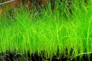 Eleocharis parvula mini IN VITRO