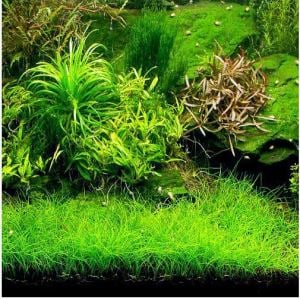 Eleocharis parvula mini IN VITRO