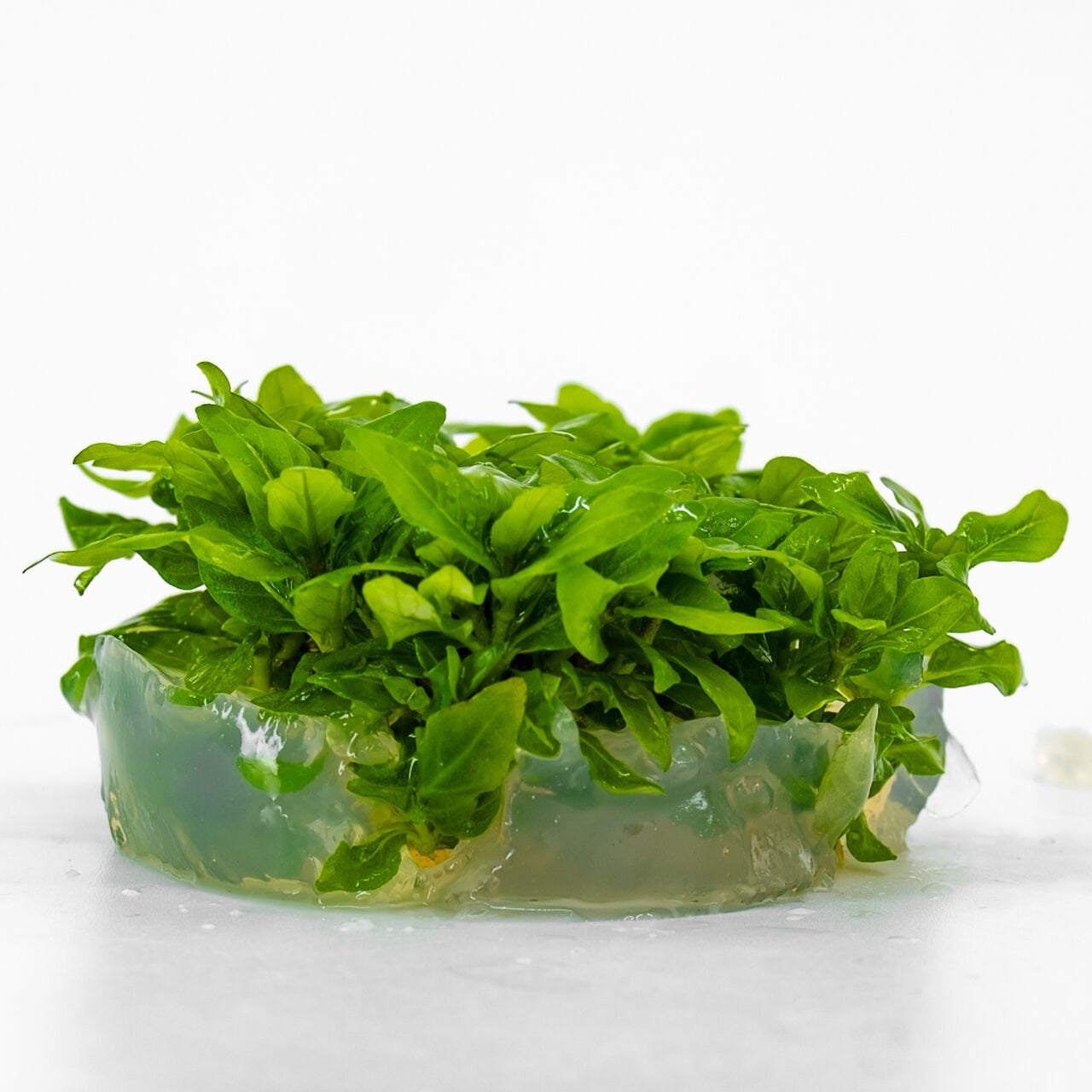 Staurogyne repens IN VITRO CUP