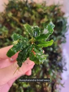 Bucephalandra broad wavy ADET ÖN SİPARİŞ
