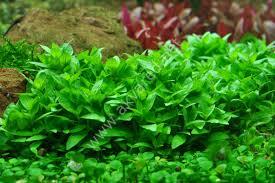 Staurogyne repens IN VITRO CUP