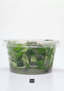 Staurogyne repens IN VITRO CUP