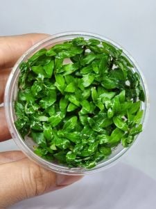 Staurogyne repens IN VITRO CUP
