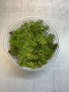 Myriophyllum aquaticum roraima IN VITRO CUP
