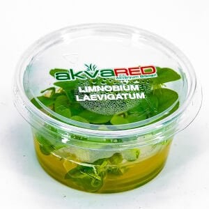 Limnobium laevigatum IN VITRO