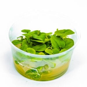 Limnobium laevigatum IN VITRO CUP