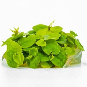 Limnobium laevigatum IN VITRO CUP