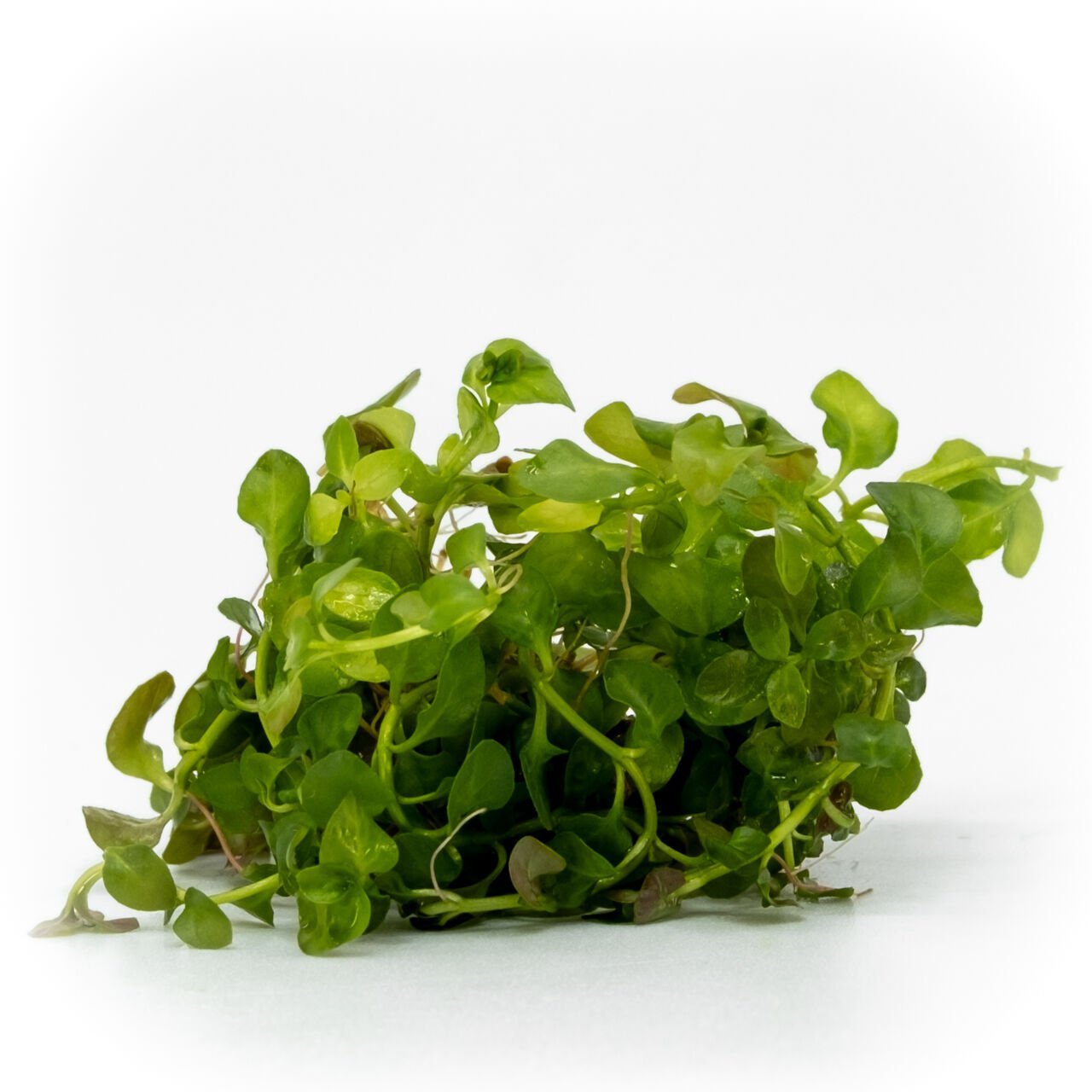 Ludwigia rubin variegated EXVITRO