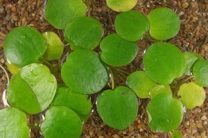 Limnobium laevigatum IN VITRO CUP