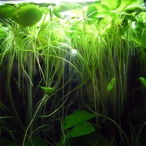 Limnobium laevigatum IN VITRO