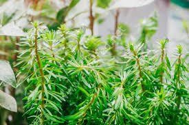 Rotala bossi EXVITRO