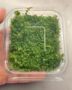 Micranthemum monte carlo IN VITRO 9X8CM TABAKA