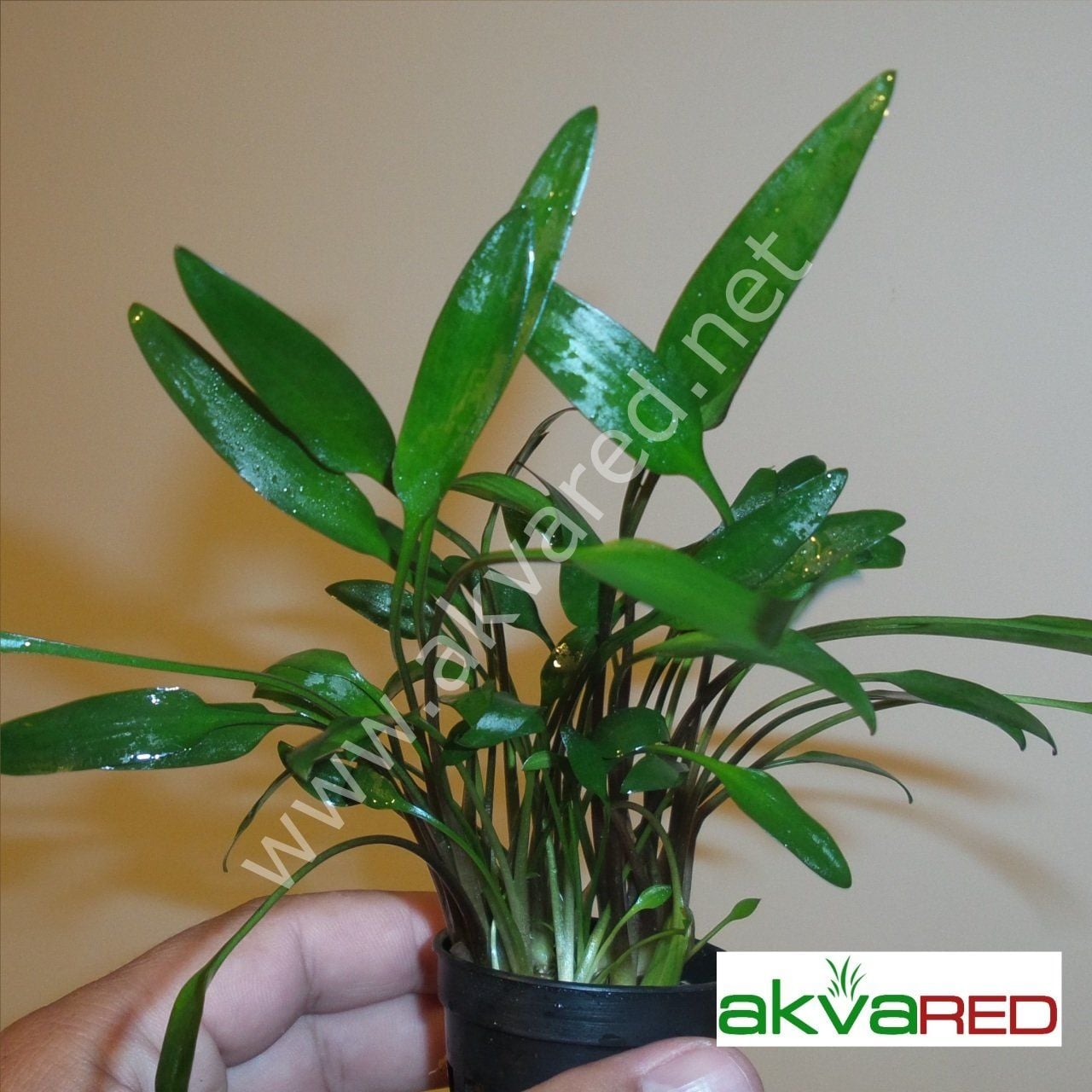 Cryptocoryne lutea İTHAL BUKET ÖN SİPARİŞ