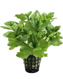 Shinnersia rivularis (Trichocoronis) SAKSI