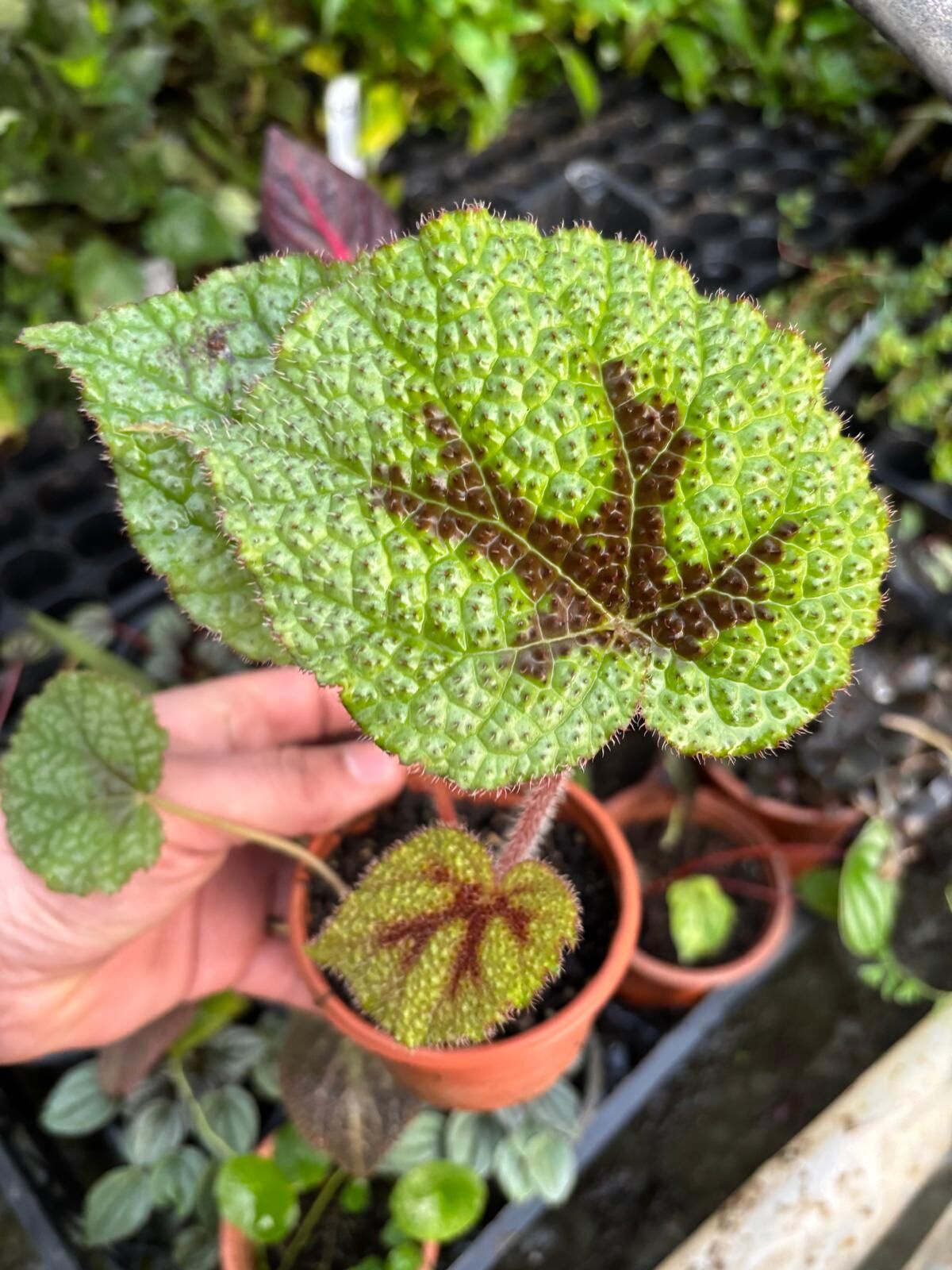 Begonia masoniana ADET İTHAL