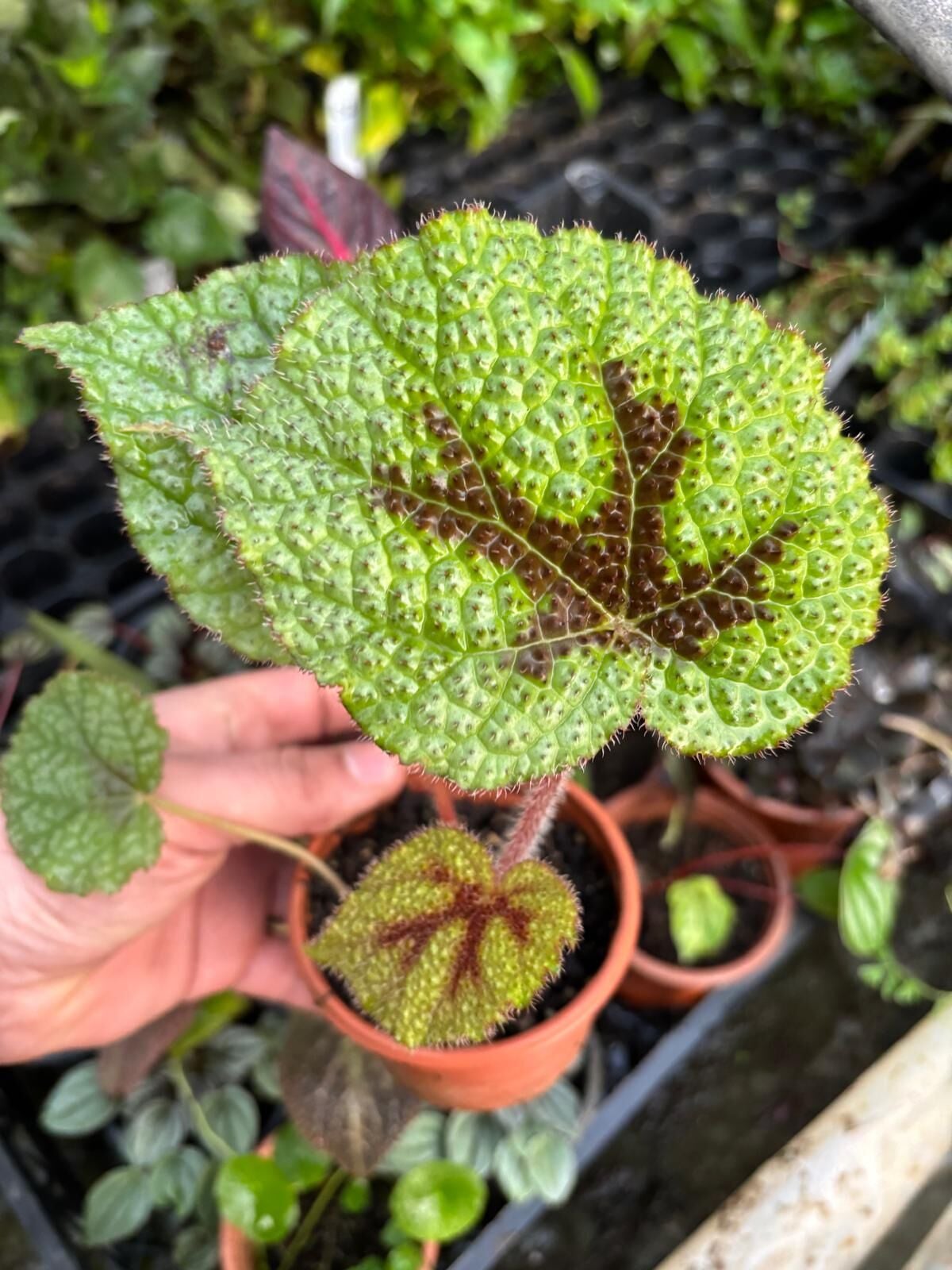 Begonia masoniana ADET İTHAL