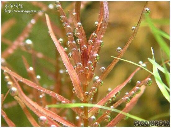 Rotala macrandra narrow leaf BUKET