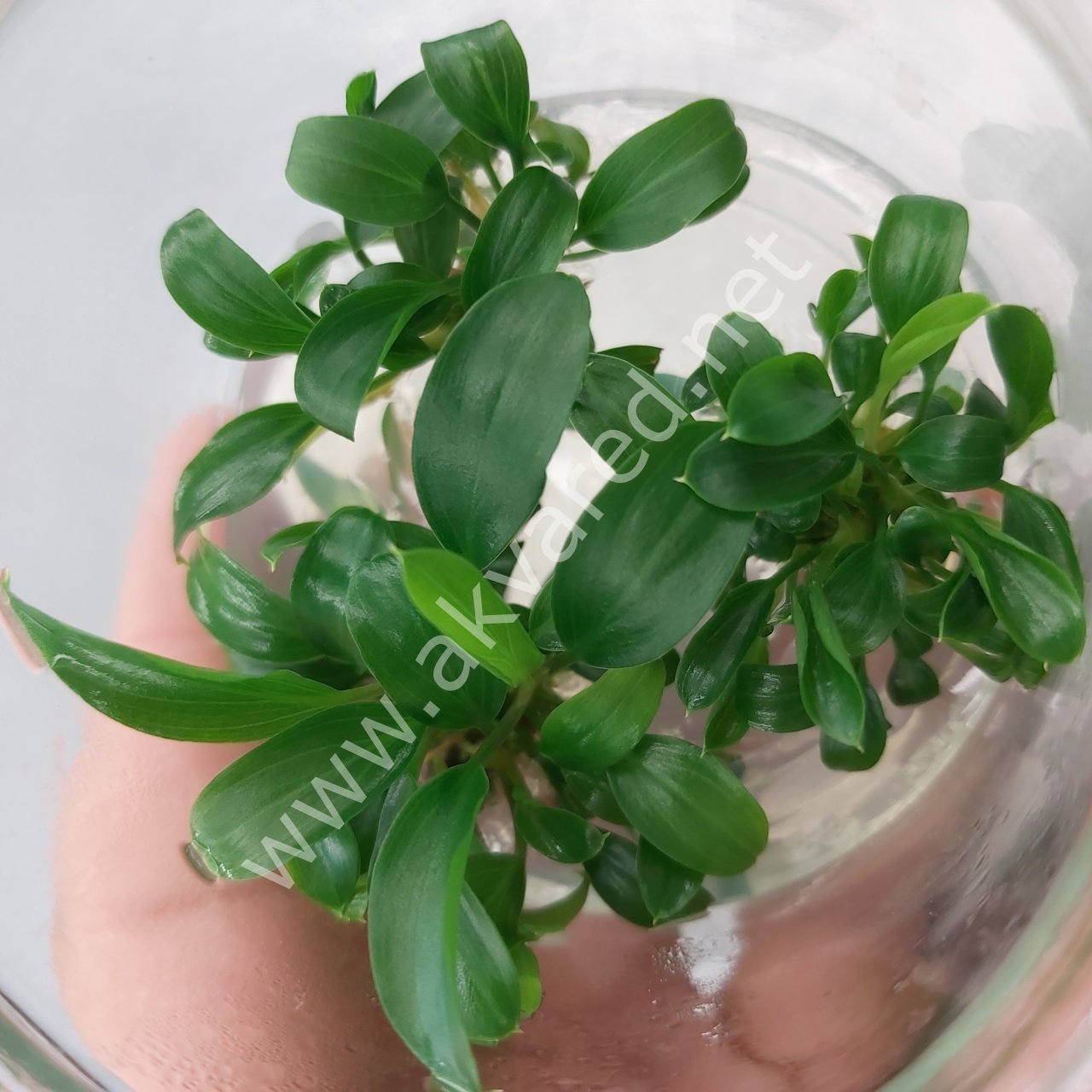 Homalomena sekadau south BUKET