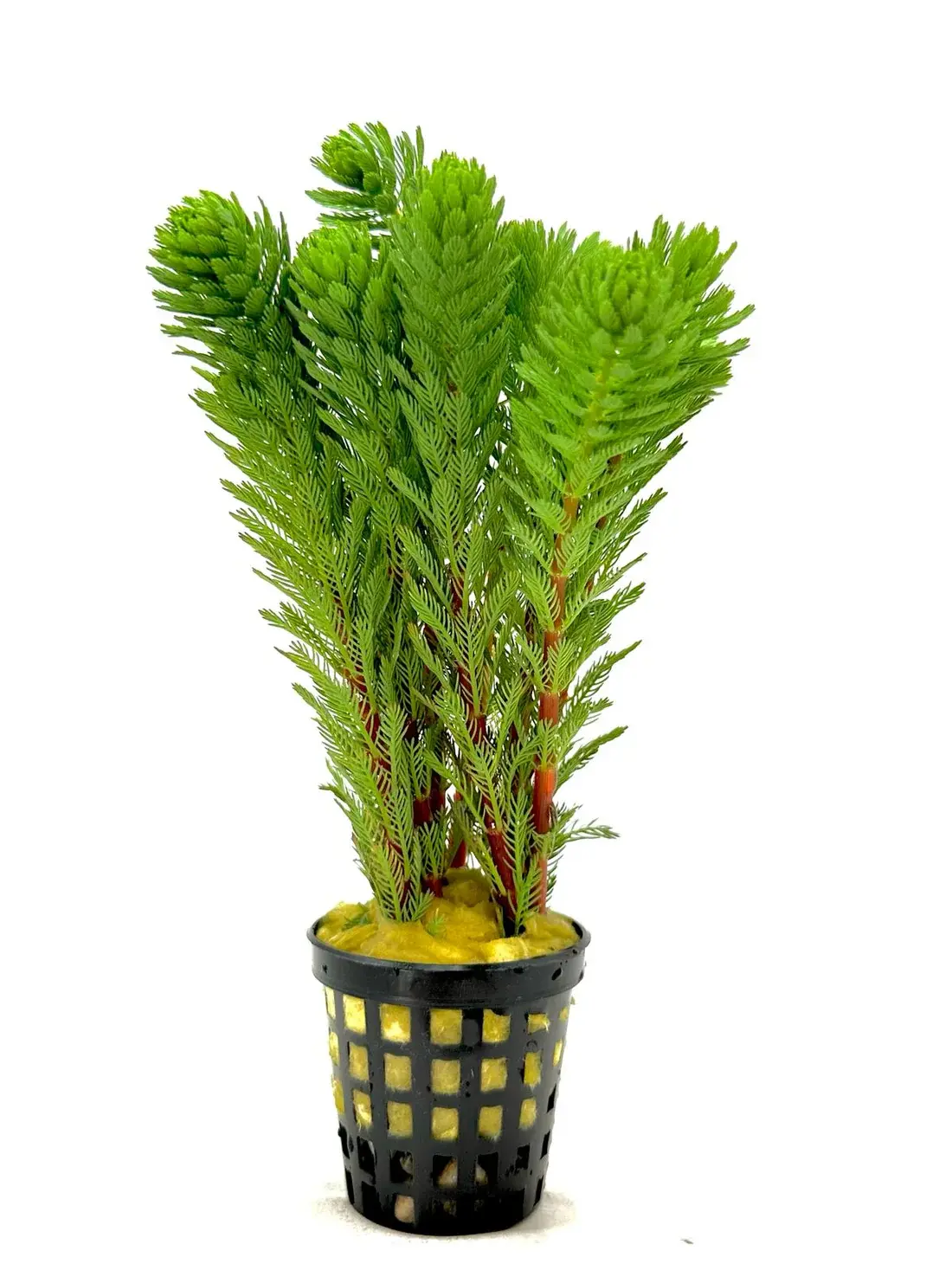 Myriophyllum tuberculatum SAKSI