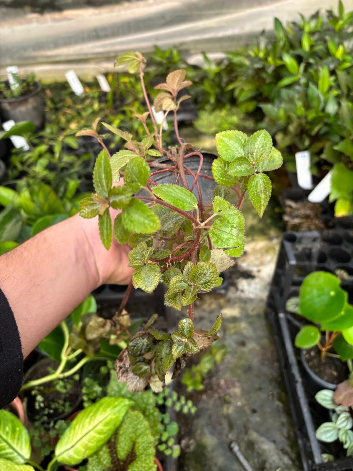 Pilea nummulariifolia ADET İTHAL