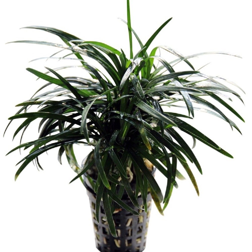 Ophiopogon Kyoto BUKET