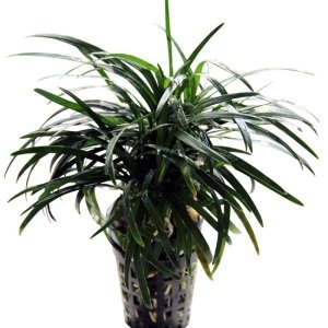 Ophiopogon Kyoto BUKET