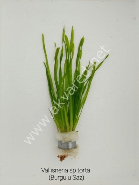 Vallisneria concortionist (twisted) İTHAL BUKET