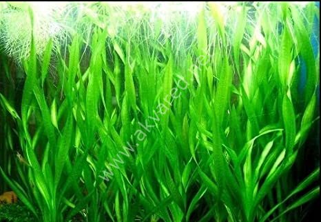 Vallisneria concortionist (twisted) İTHAL BUKET