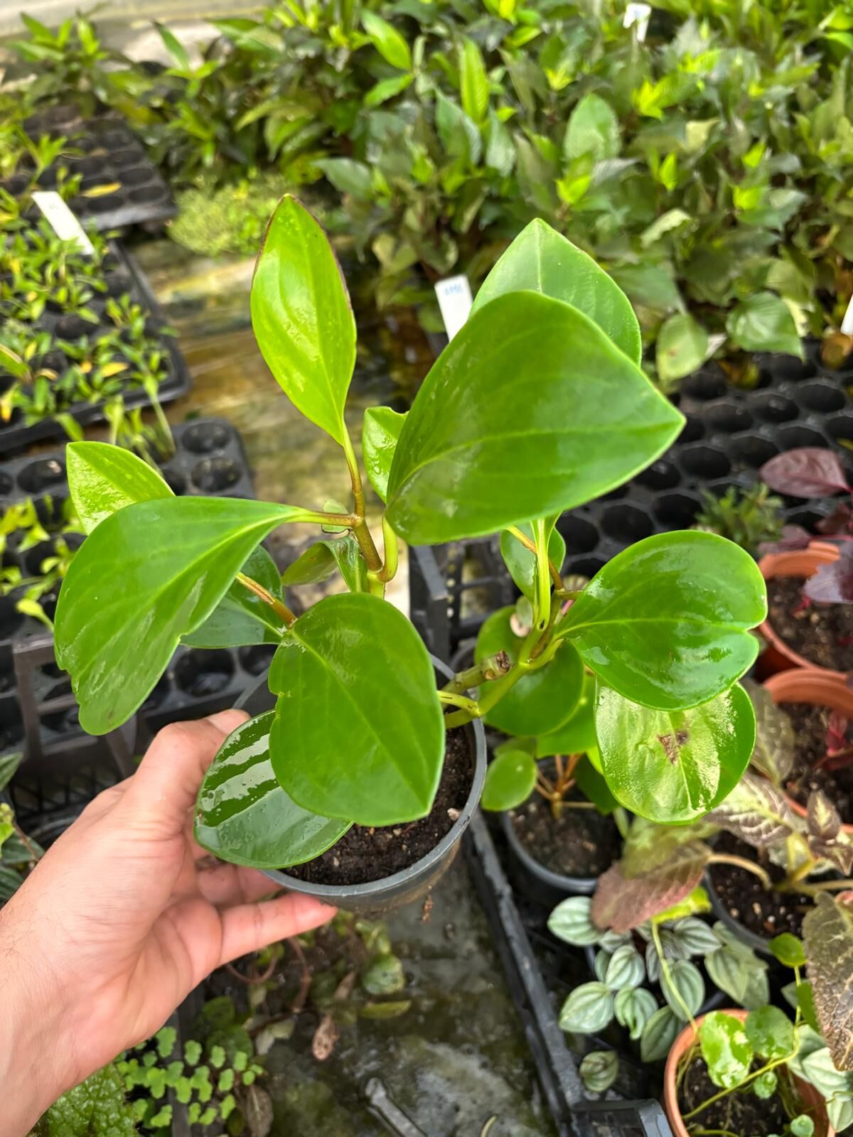 Peperomia obtusifolia ADET İTHAL