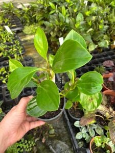 Peperomia obtusifolia ADET İTHAL